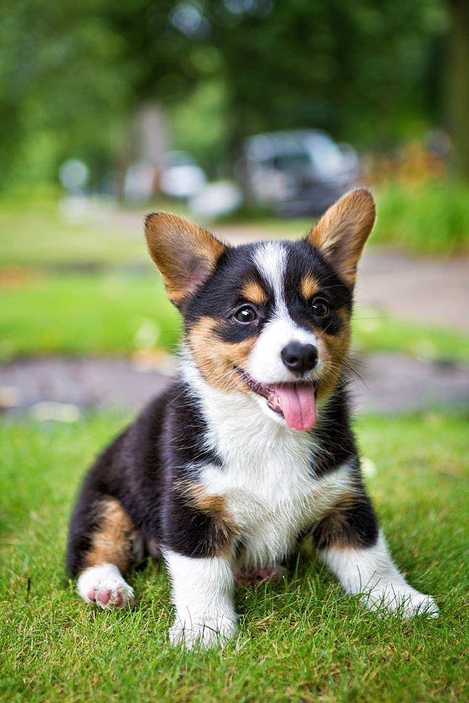 Anjing Terlucu di Dunia