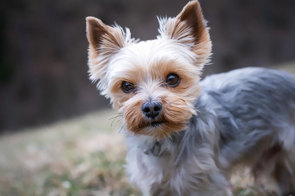 Anjing Terlucu di Dunia
