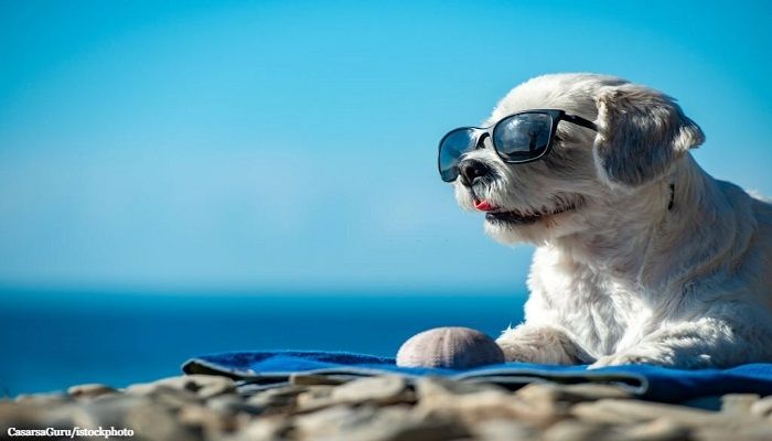 Anjing Terlucu di Dunia