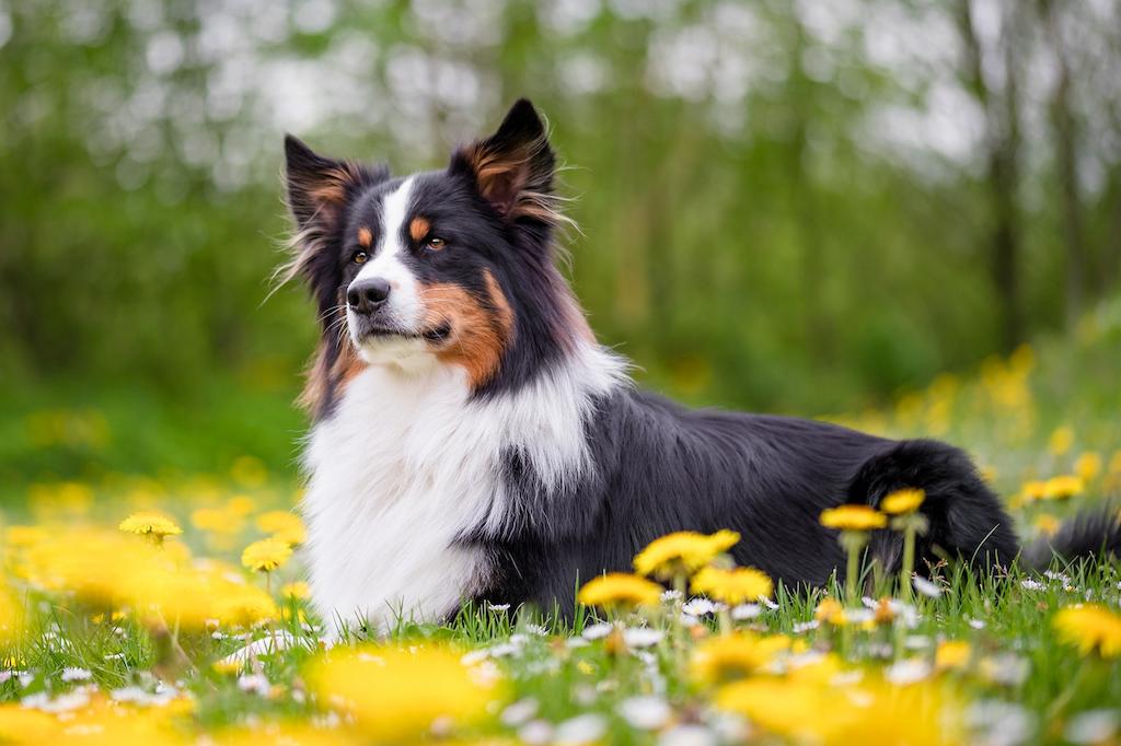 Anjing Terlucu di Dunia