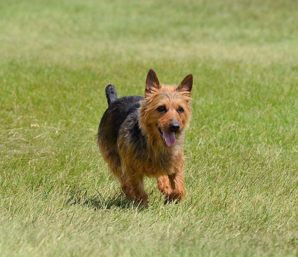 Jenis Anjing Terrier