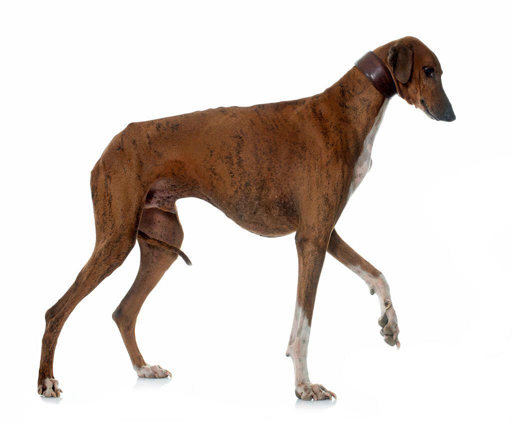 Anjing Termahal Dunia