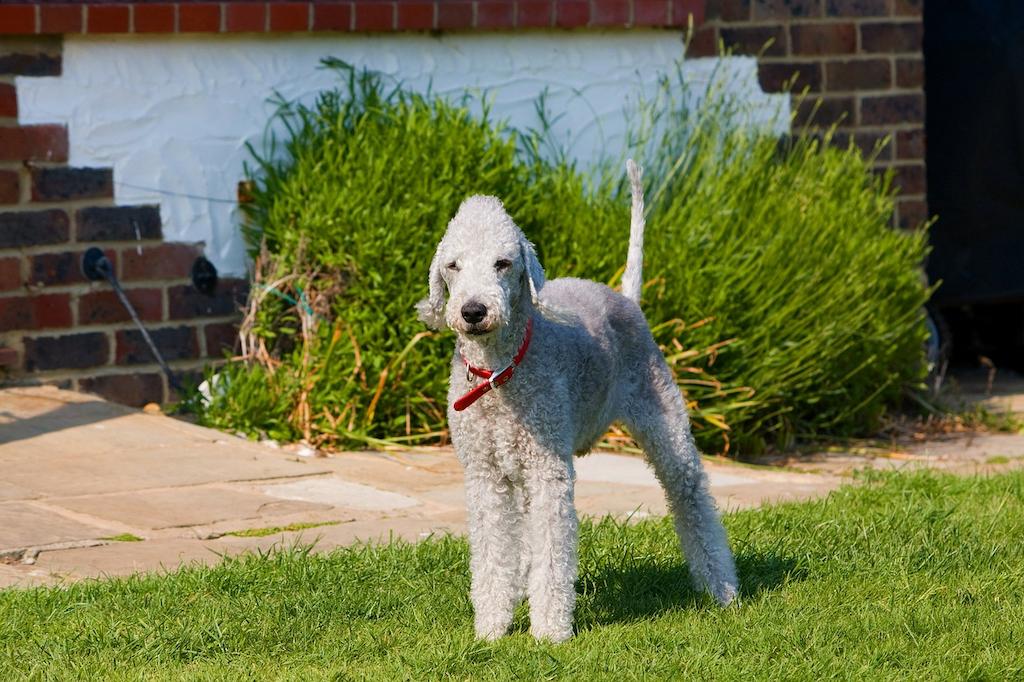 Jenis Anjing Terrier