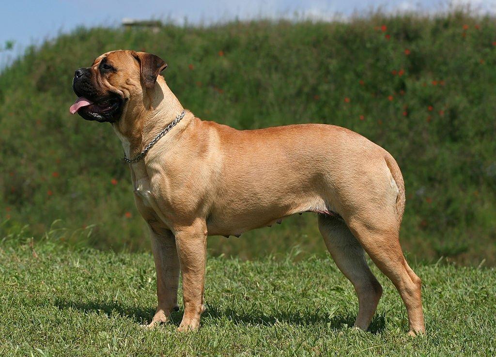 Anjing Besar