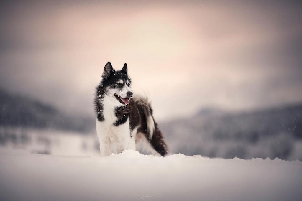 Anjing Serigala