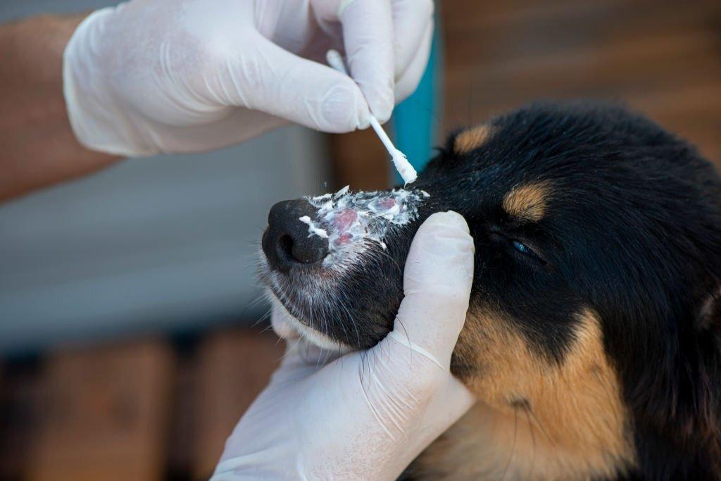 Ringworm Pada Anjing