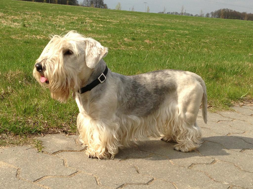 Jenis Anjing Terrier