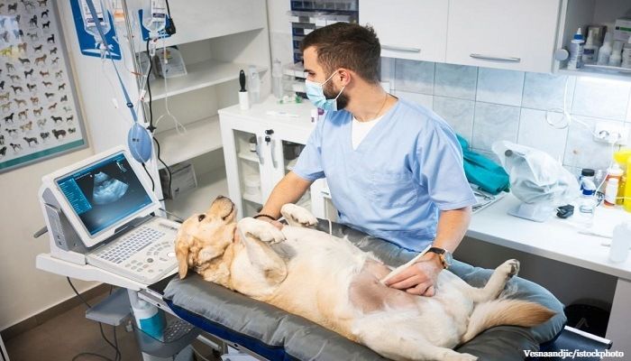 Ciri-ciri Anjing Hamil