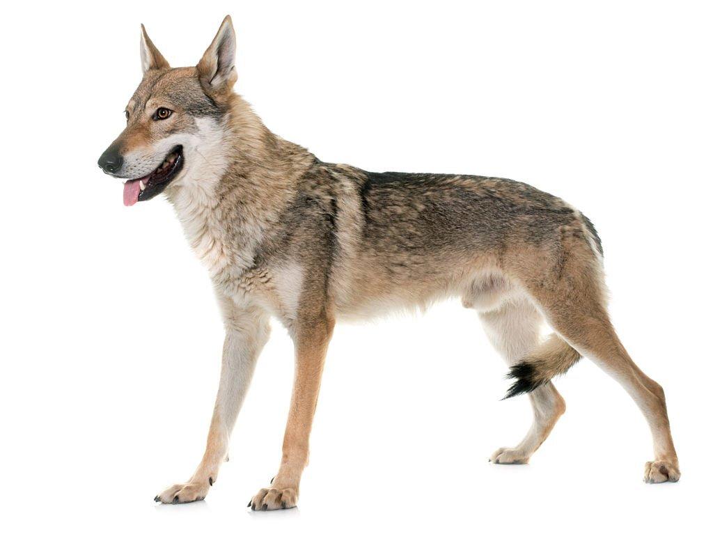 Anjing Serigala