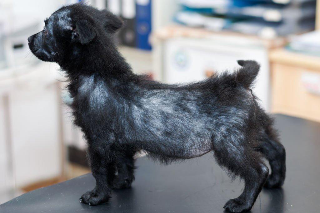 Demodex Anjing