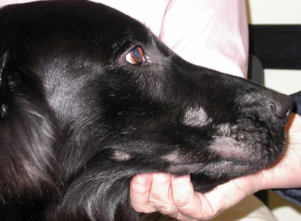 Demodex Anjing