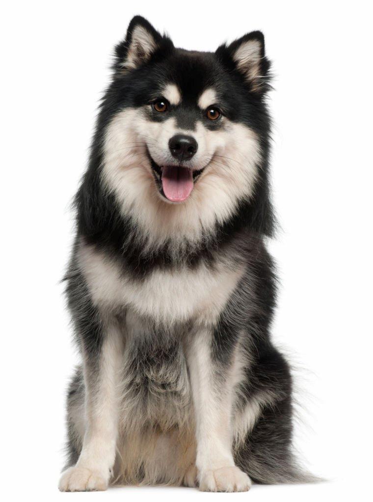Anjing Serigala
