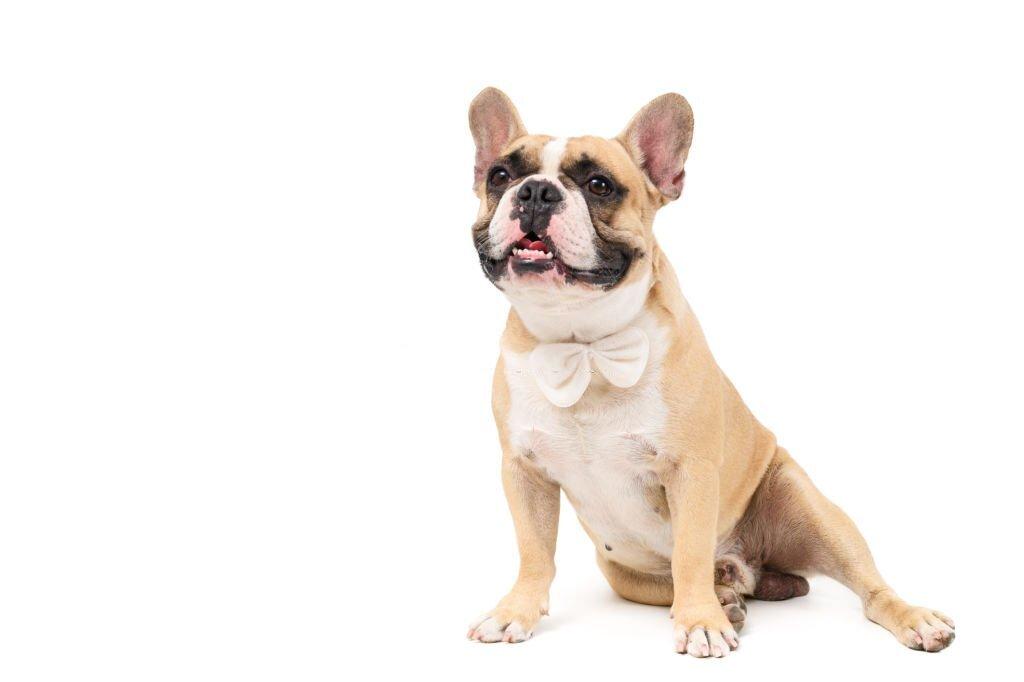 Anjing Termahal Dunia