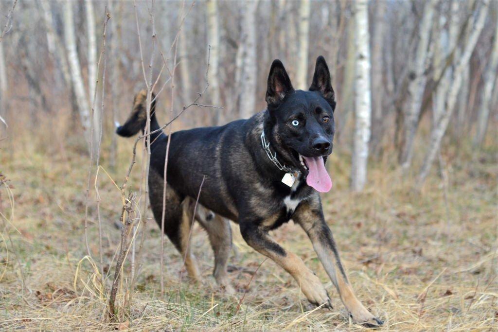 Anjing Serigala