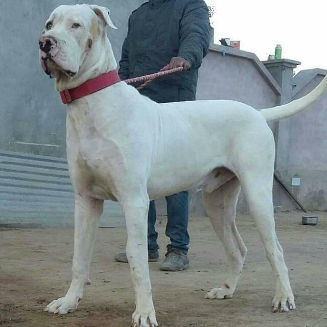 Anjing Paling Berbahaya