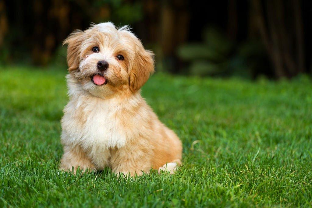 Anjing Terlucu di Dunia