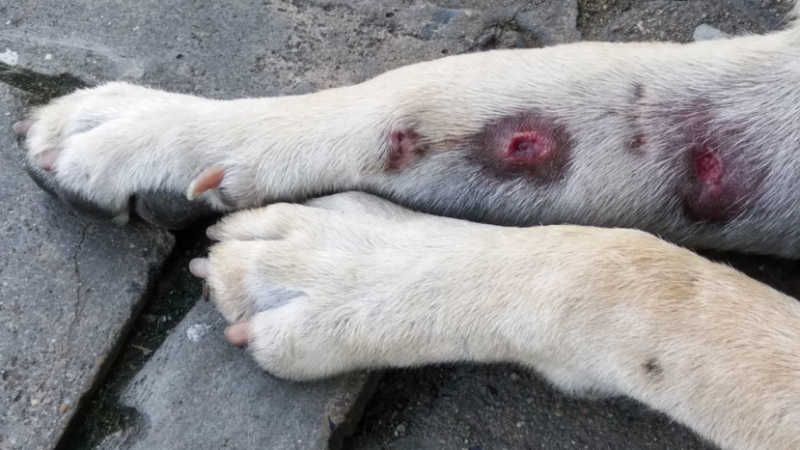 Penyakit Kulit Pada Anjing