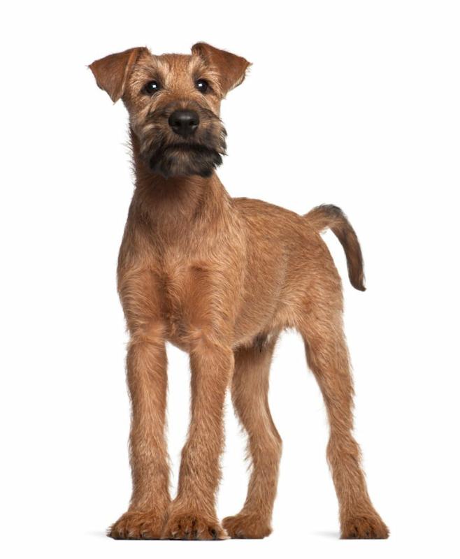 Jenis Anjing Terrier