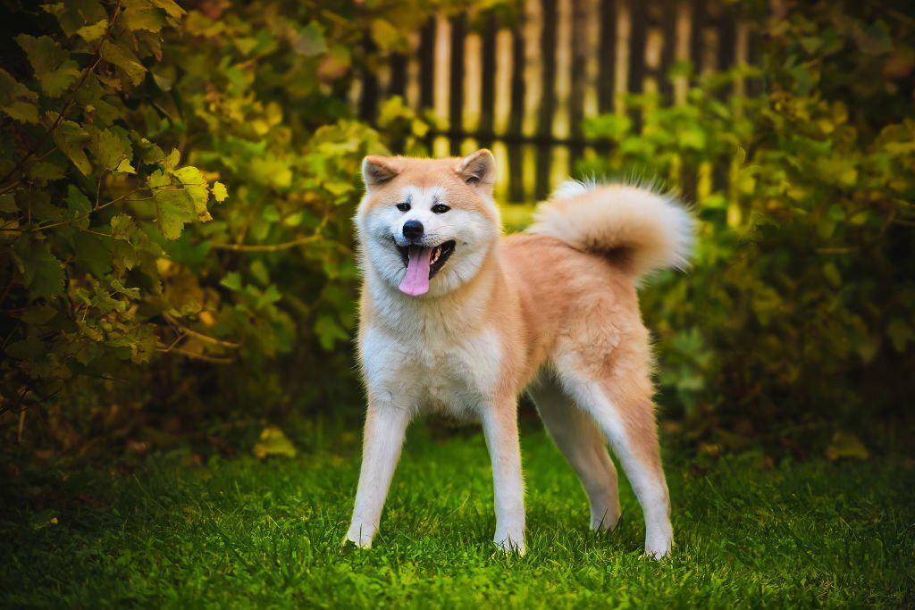 Anjing Termahal Dunia