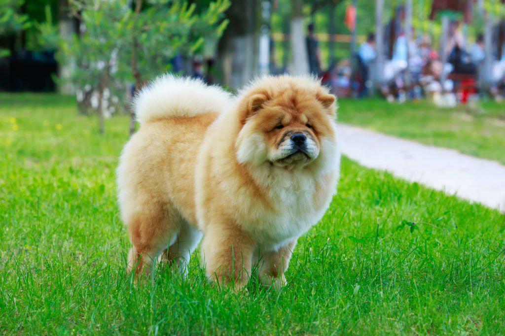 Anjing Termahal Dunia