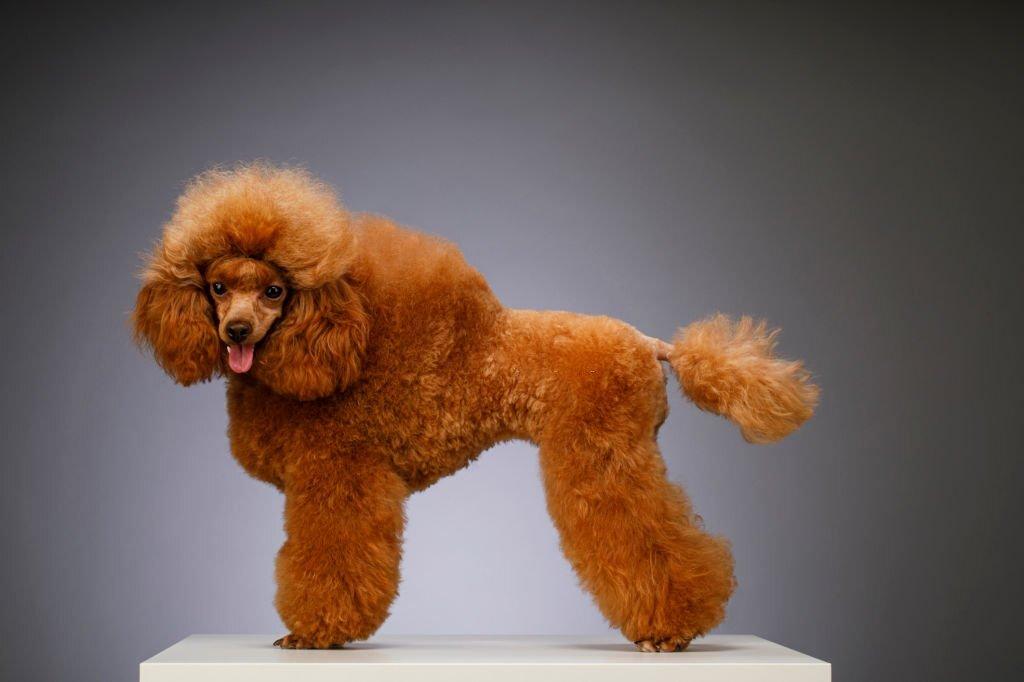 Jenis Anjing Kecil