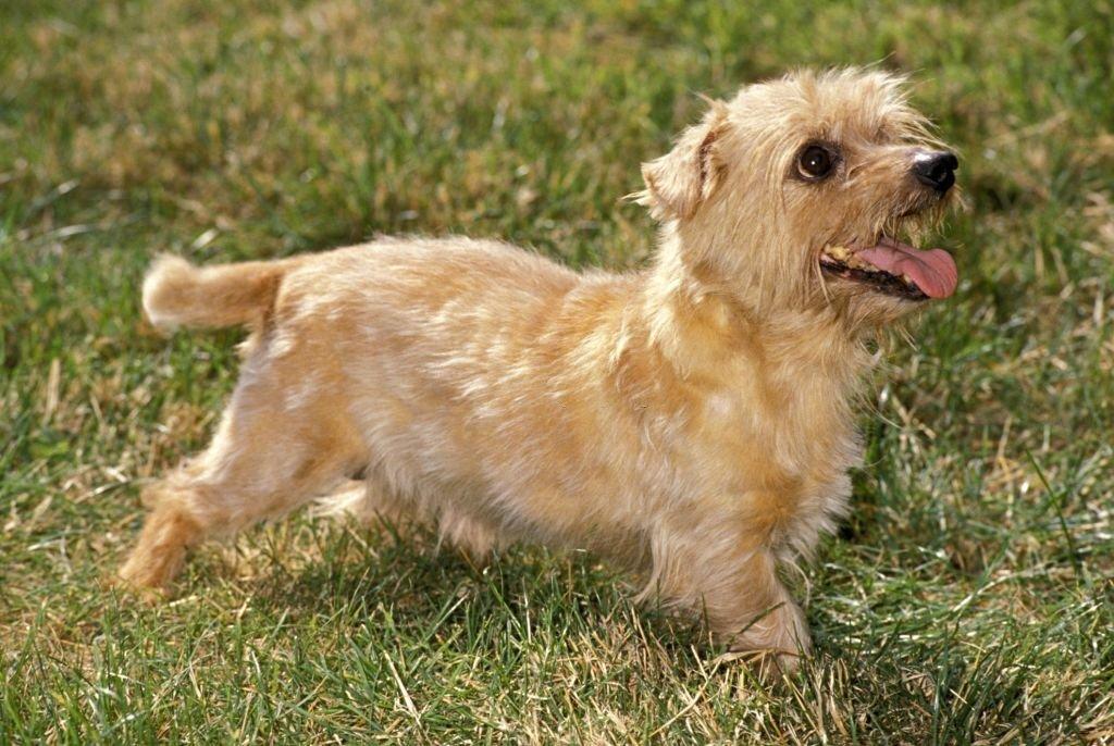 Jenis Anjing Kecil