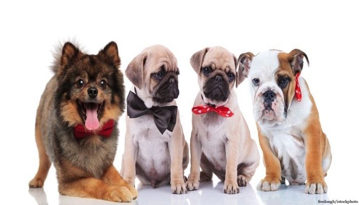 18 Jenis Anjing Kecil yang Mudah Dipelihara 1 Jenis Anjing Kecil