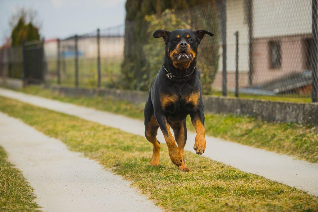 Anjing Termahal Dunia