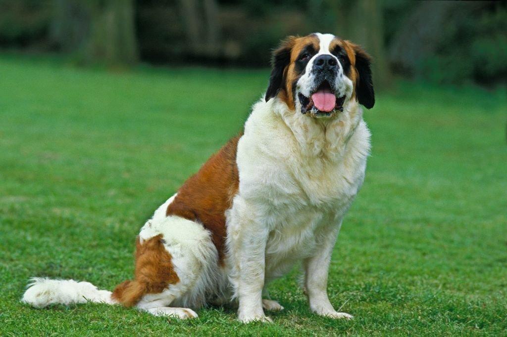 Anjing Termahal Dunia