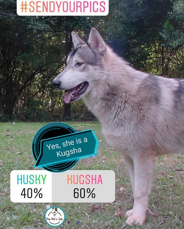 Anjing Serigala