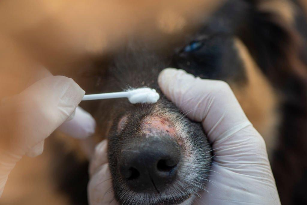 Penyakit Kulit Pada Anjing