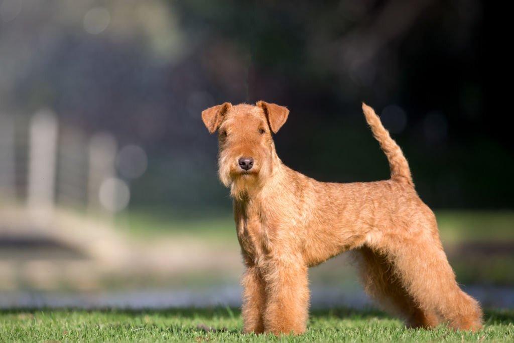Jenis Anjing Terrier