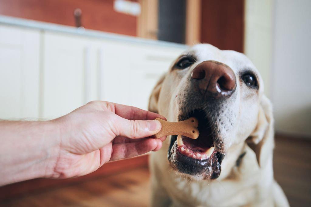 Kenapa Anjing Tidak Mau Makan