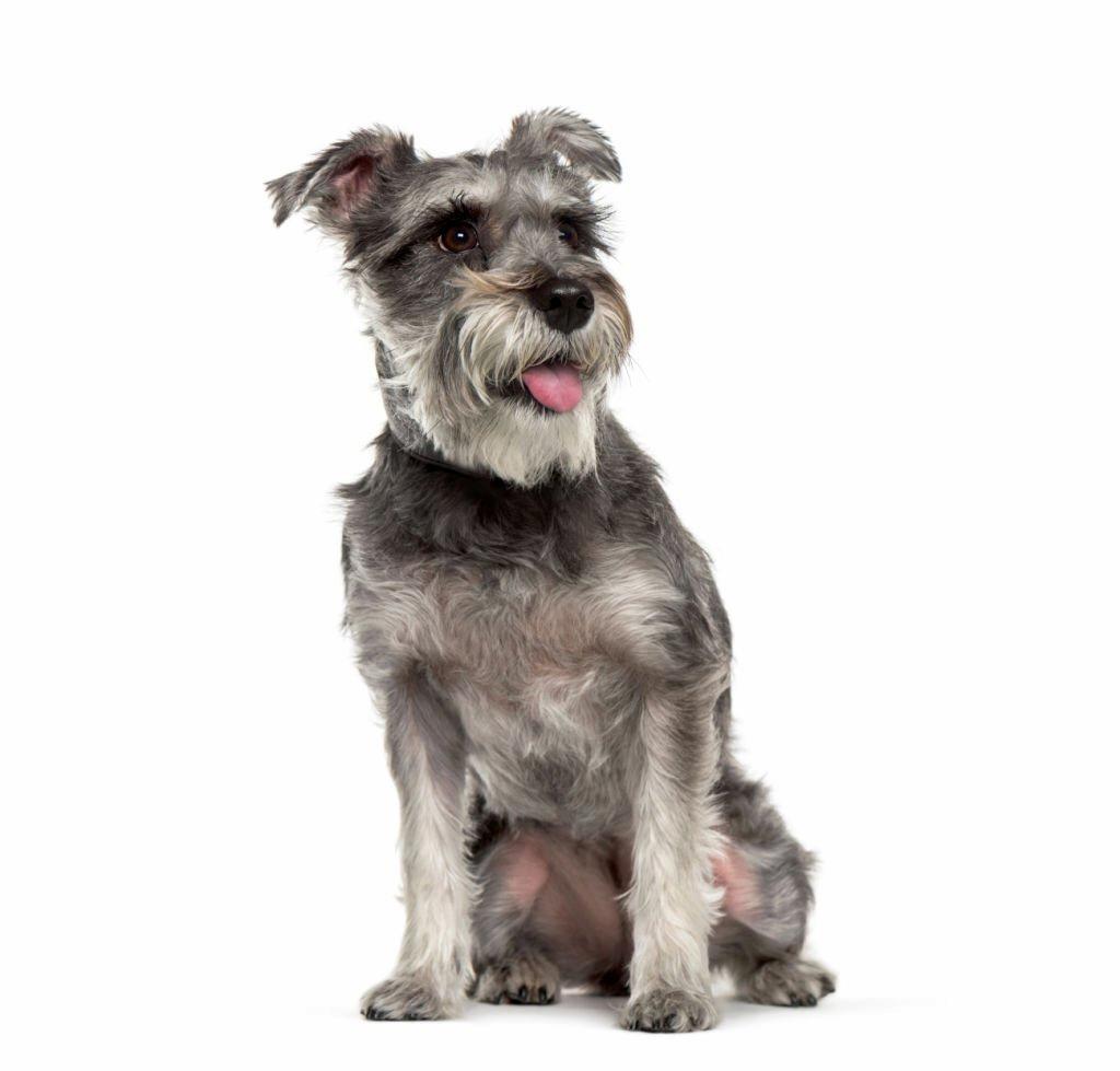 Jenis Anjing Terrier