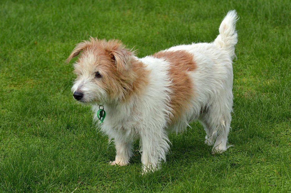 Jenis Anjing Terrier