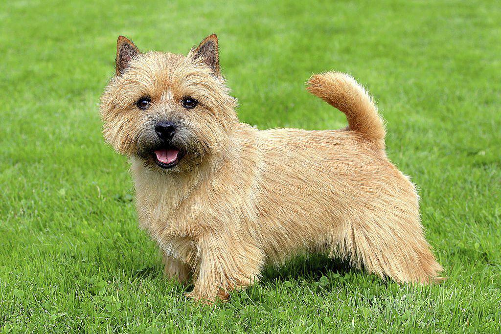 Jenis Anjing Terrier