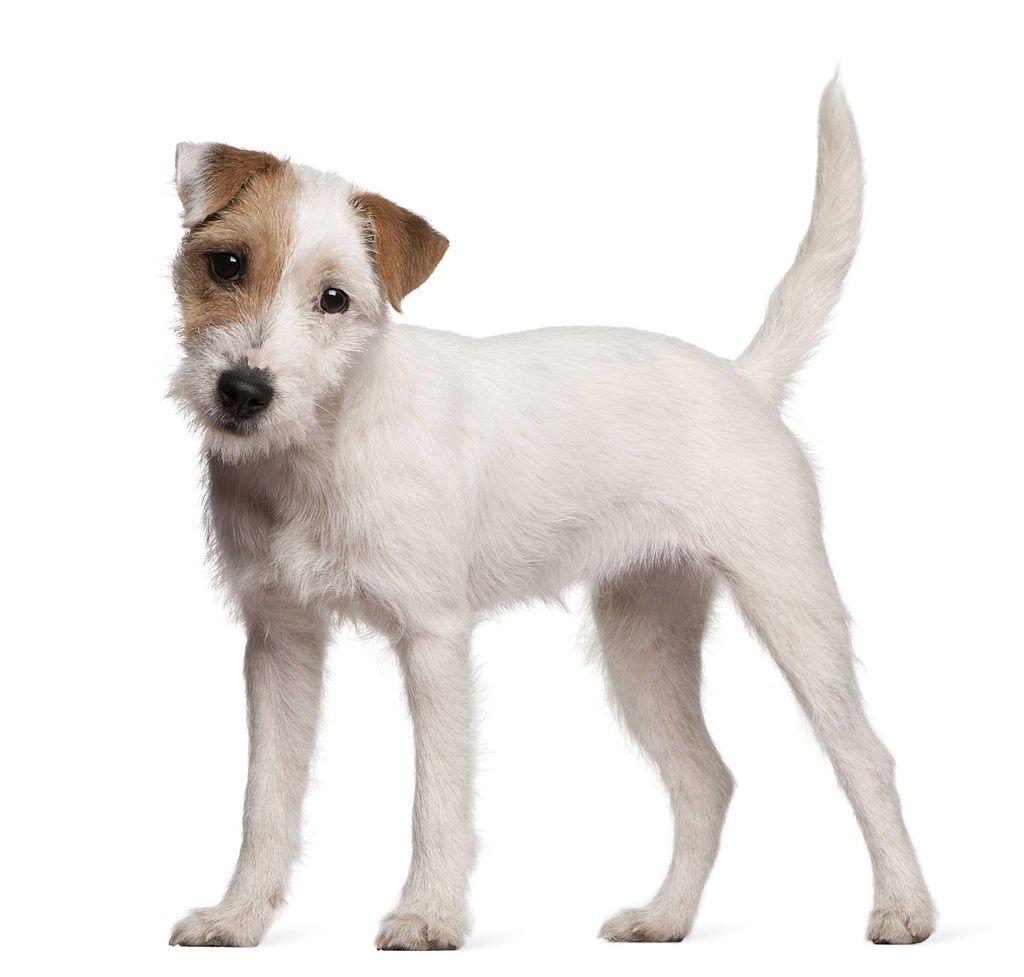 Jenis Anjing Terrier