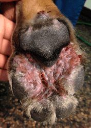 Demodex Anjing
