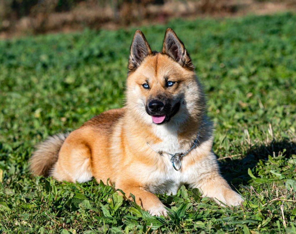 Anjing Serigala