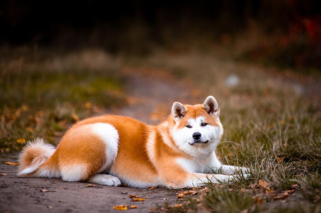 Anjing Serigala