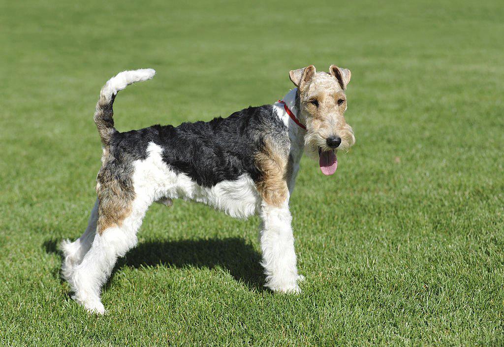 Jenis Anjing Terrier