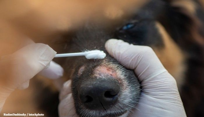 Ringworm Pada Anjing
