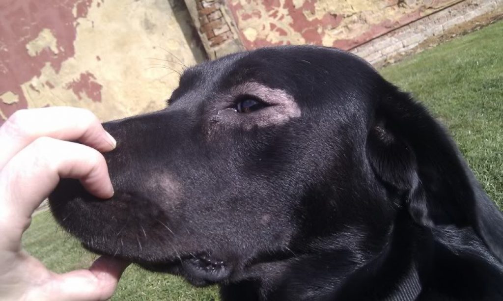 Ringworm Pada Anjing