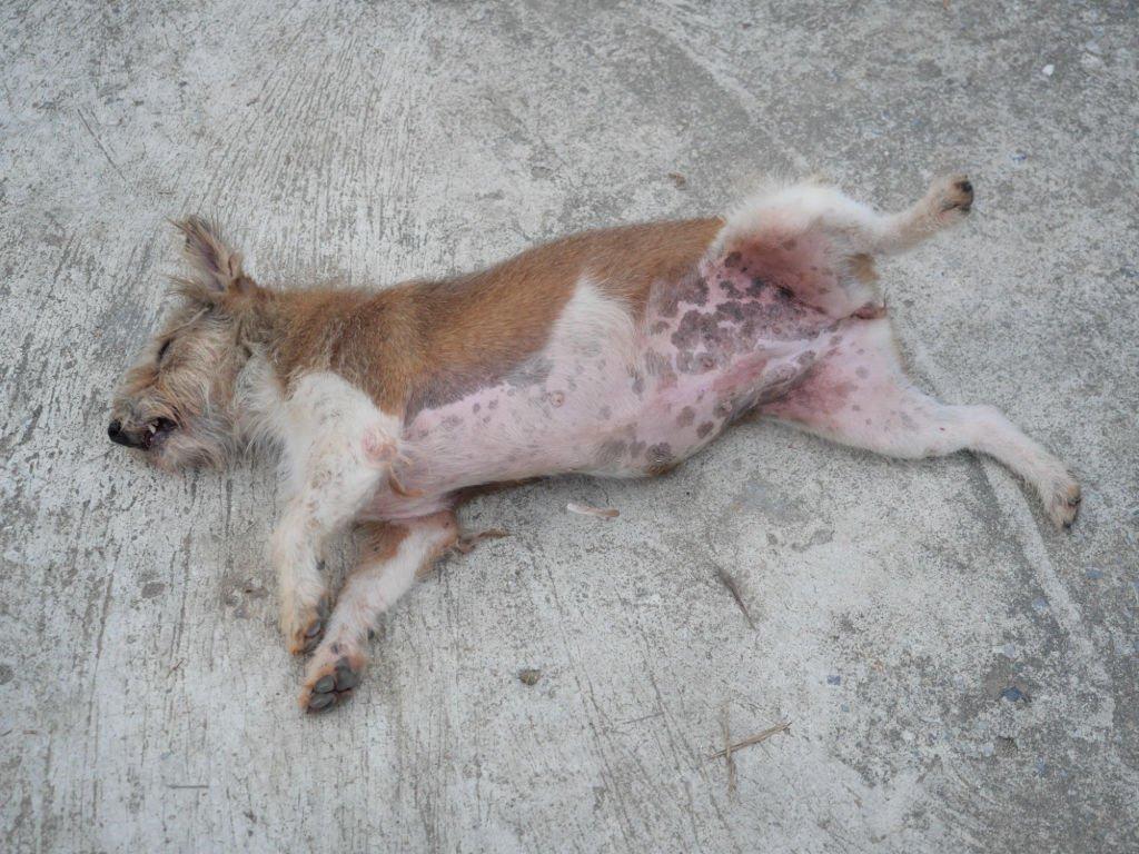 Penyakit Kulit Pada Anjing