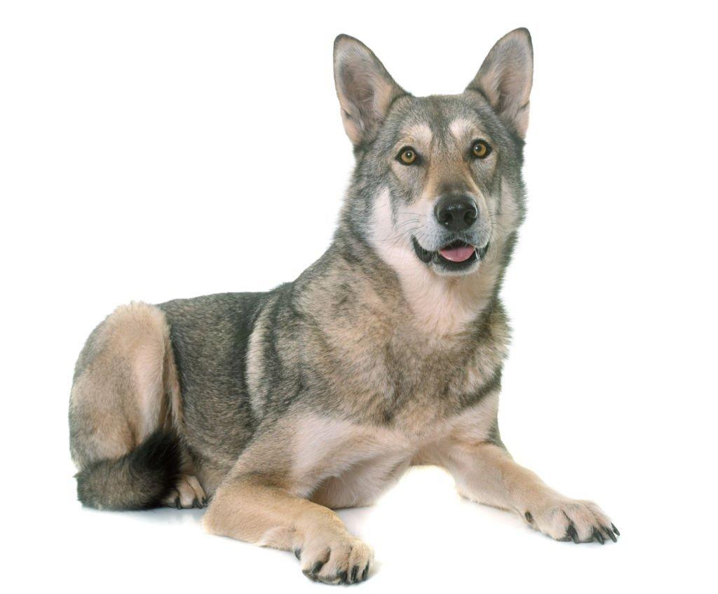 Anjing Serigala