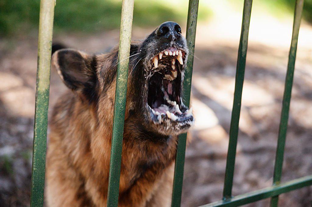 Ciri-ciri Anjing Rabies