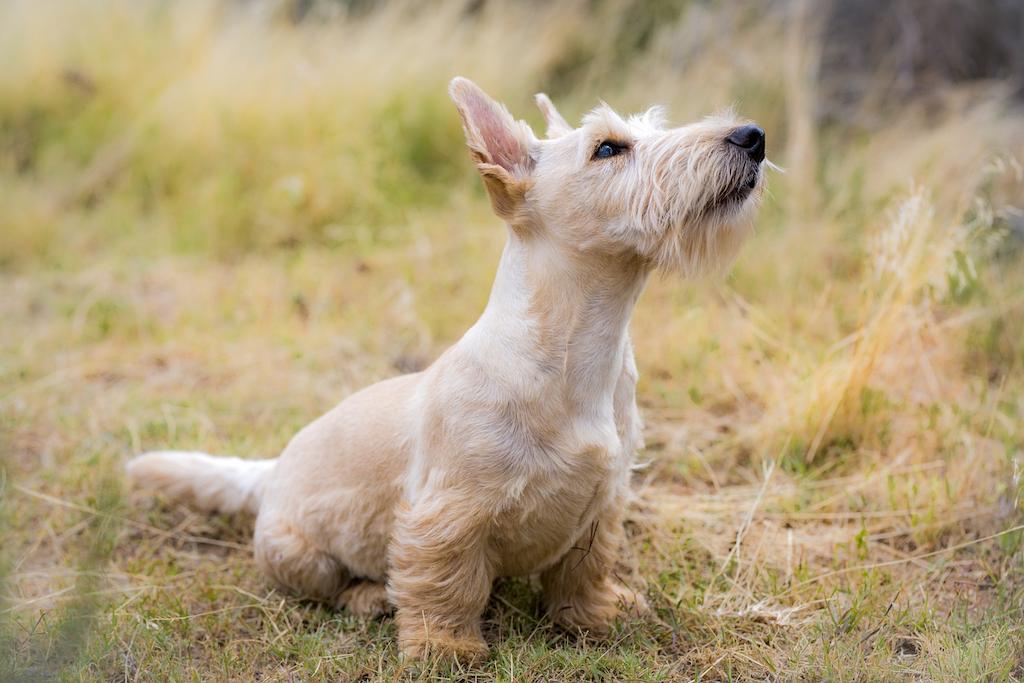 Jenis Anjing Terrier