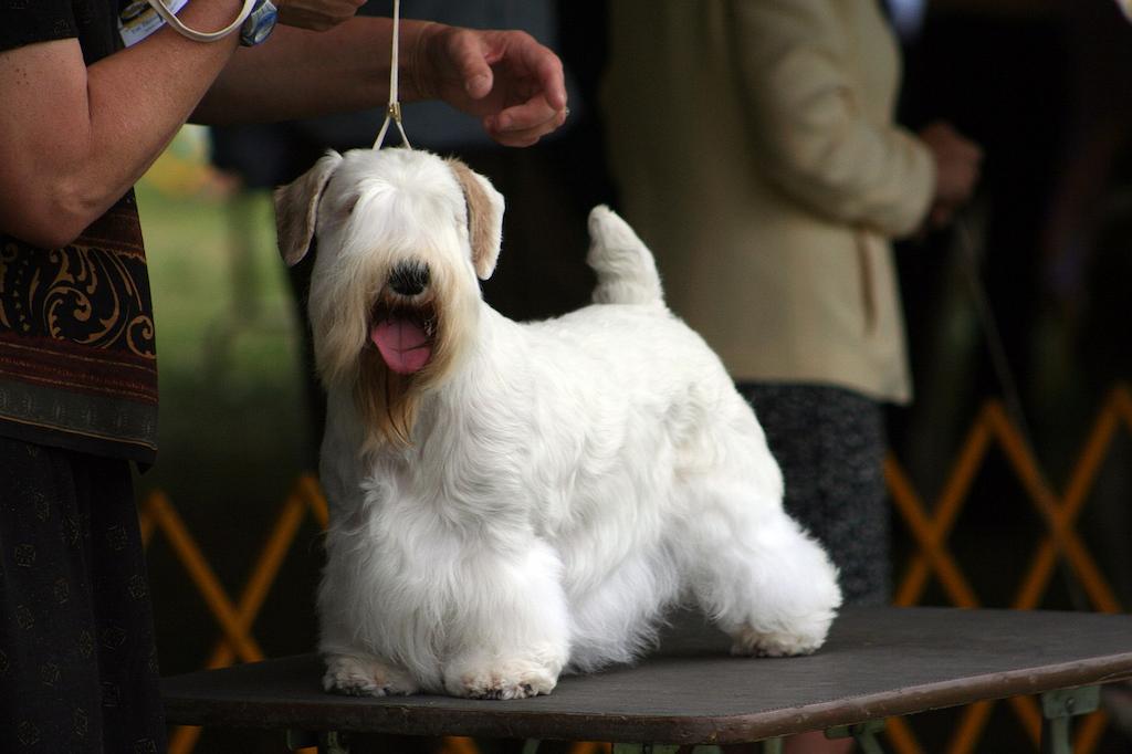 Jenis Anjing Terrier