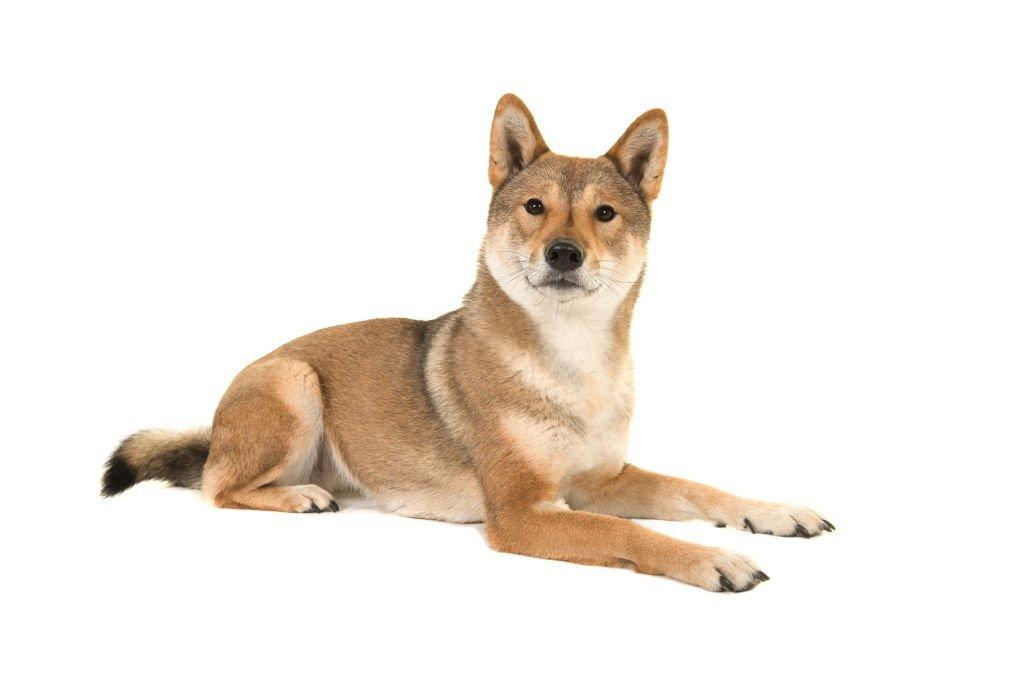 Anjing Serigala