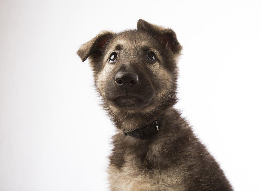 Anjing Serigala